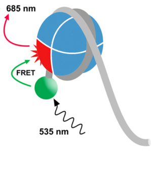 EpiDyne-FRET Remodeling Assay Substrate DNA