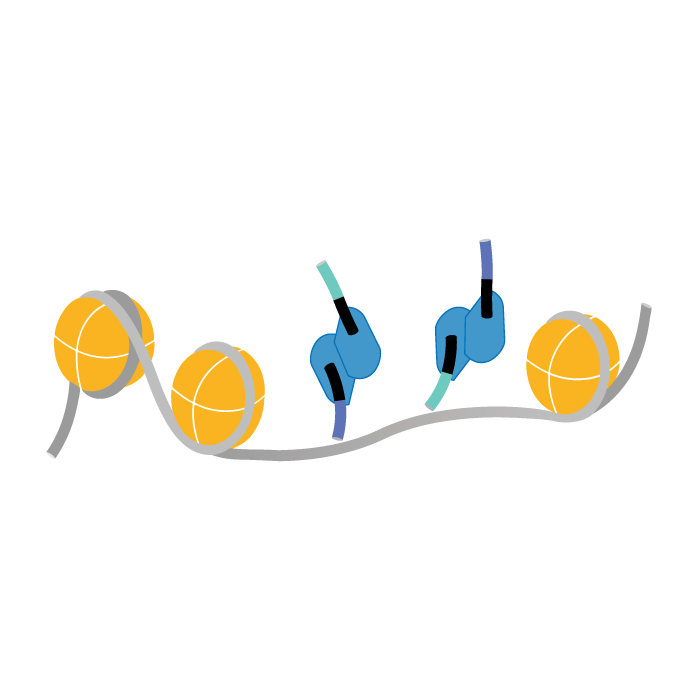CUTANA™ Tn5 Transposome