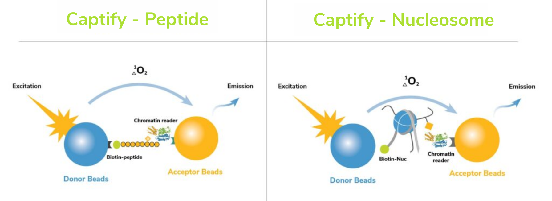 Captify™ Assay Services For Novel Chromatin Interactions - EpiCypher