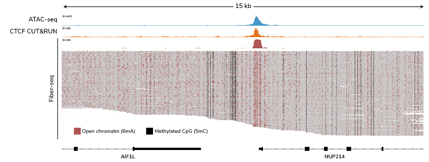 Fiber-seq data showing its capability to detect open chromatin (marked by 6mA) and DNA methylation (5mC) in human leukemia cells. ATAC-seq and CTCF CUT&RUN data are shown for comparison.