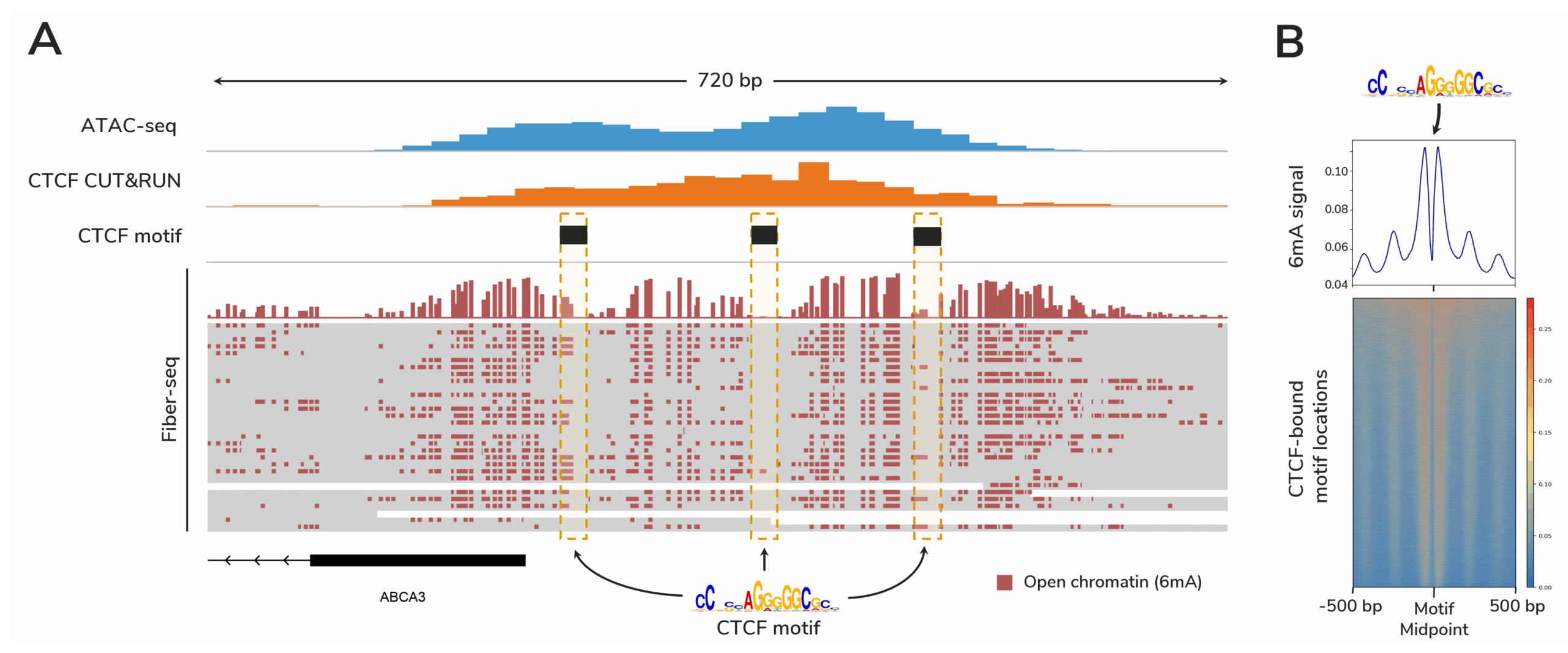 Fiber-seq data demonstrating superior protein footprinting of CTCF compared to ATAC-seq.