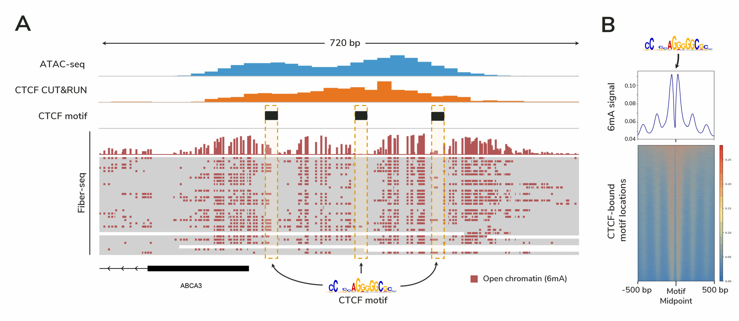 Fiber-seq data demonstrating superior protein footprinting of CTCF compared to ATAC-seq.