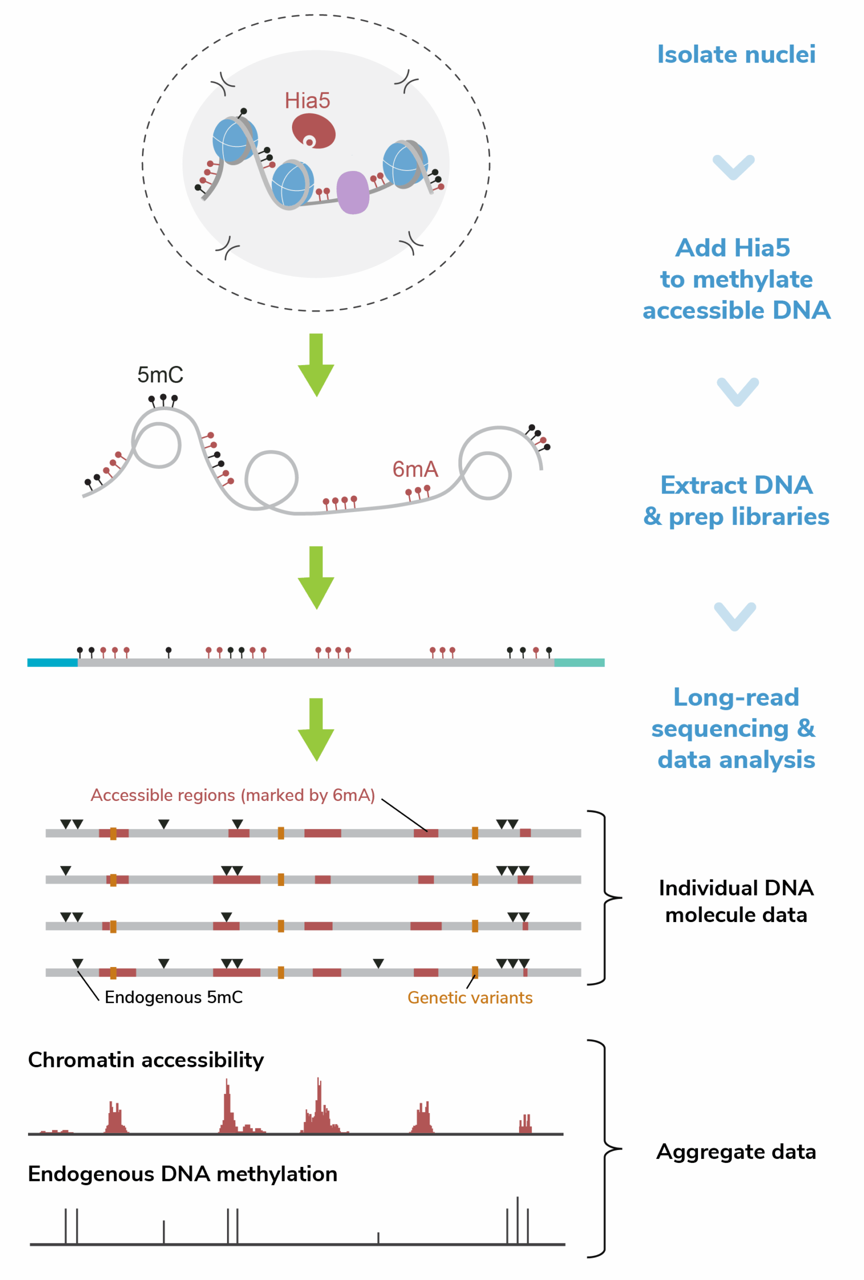 A figure showing steps of the Fiber-seq workflow