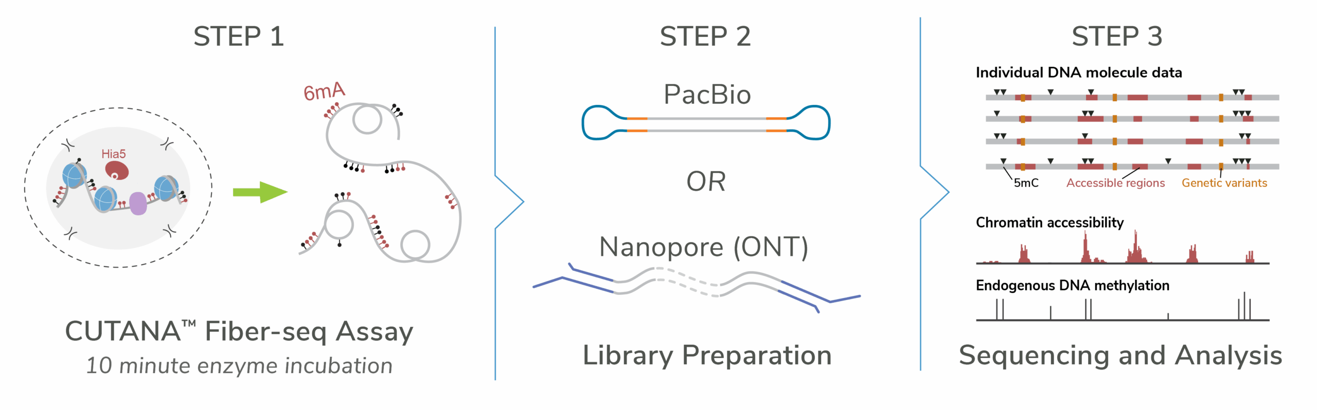A simplified workflow diagram of the Fiber-seq assay.