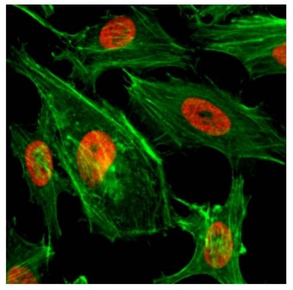 13-0027-immunocytochemistry
