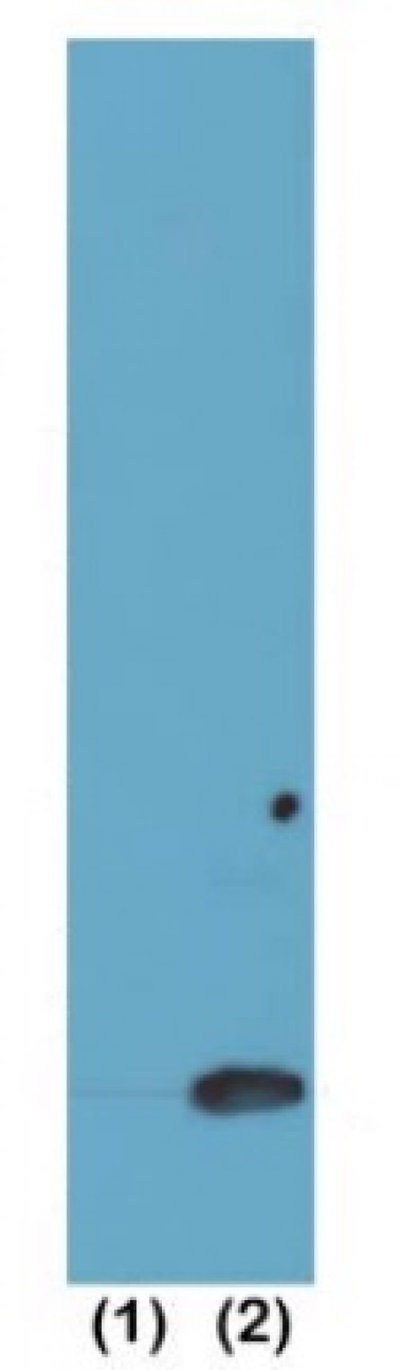 13-0027-western-blot-data