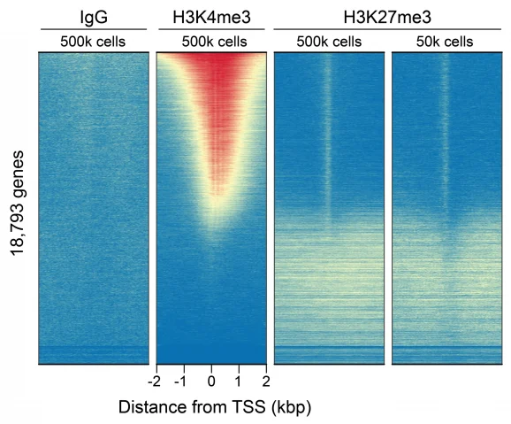 13-0055-cut-and-run-genome-wide