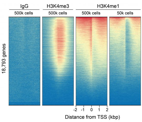 13-0057-cut-run-genome-wide-enrichment