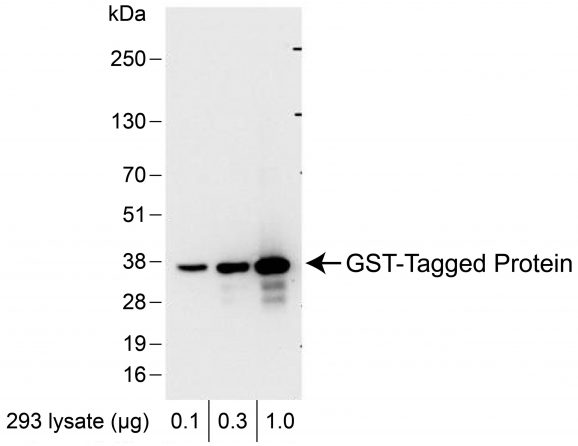 13-0073-western-blot