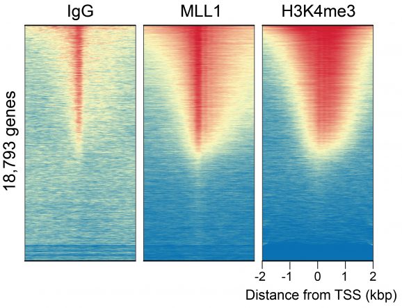 13-2004-mll1-peaks