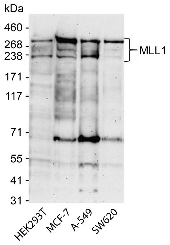 13-2004-western-blot-data