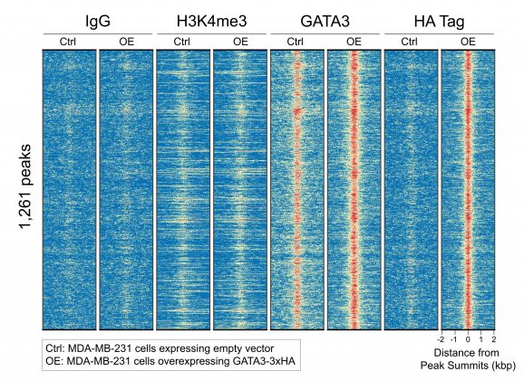 13-2010-ha-tagged-protein