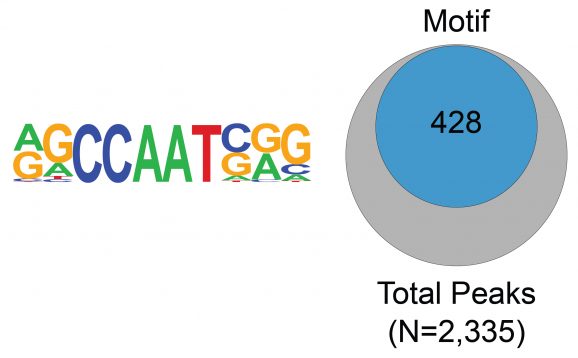 13-2015-binding-motif-analysis