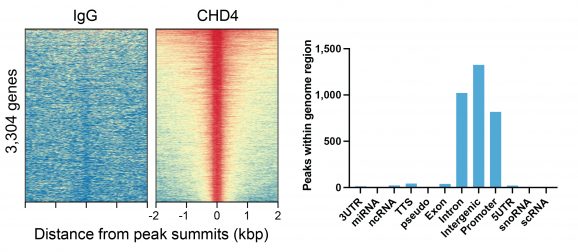 13-2016-chd4-peaks