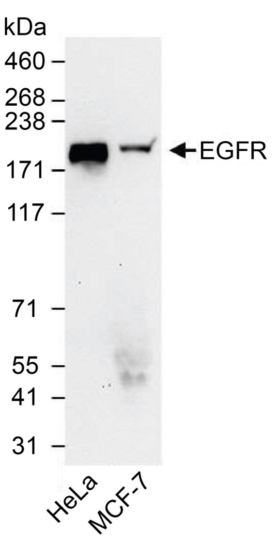 13-2018-western-blot-data
