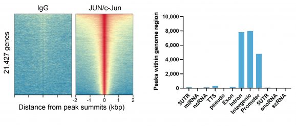 13-2019-JUNc-Jun-peaks