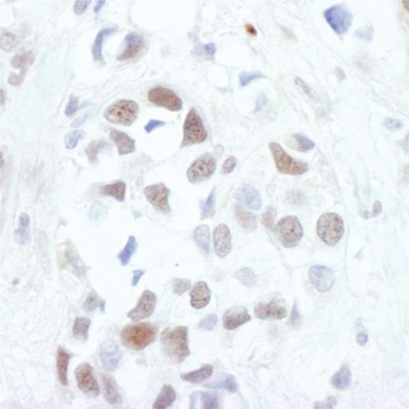 13-2019-immunohistochemistry-data