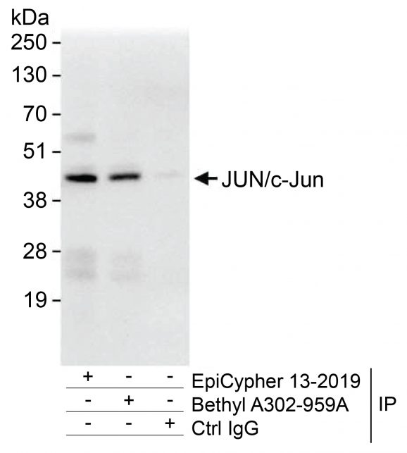 13-2019-immunoprecipitation-data