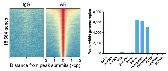 13-2020-ar-peaks