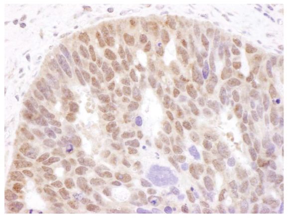 13-2020-immunohistochemistry-data