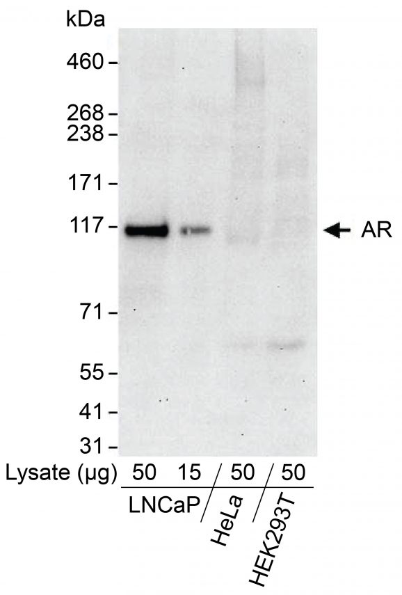 13-2020-western-blot-data