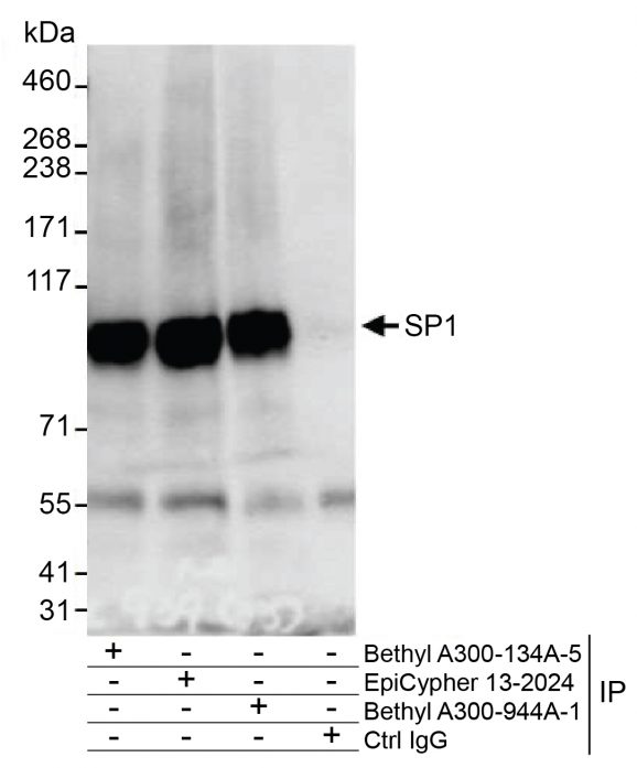 13-2024-immunoprecipitation-data