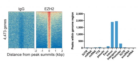 13-2026-ezh2-peaks