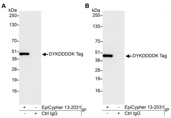 13-2031_immunoprecipitation