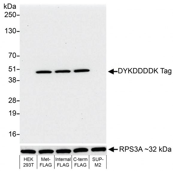 13-2031_western_blot