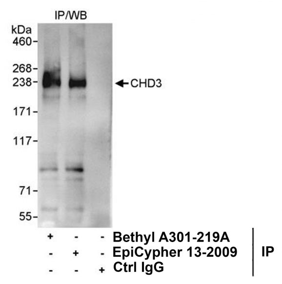 13_2009_CHD3_IP_v1