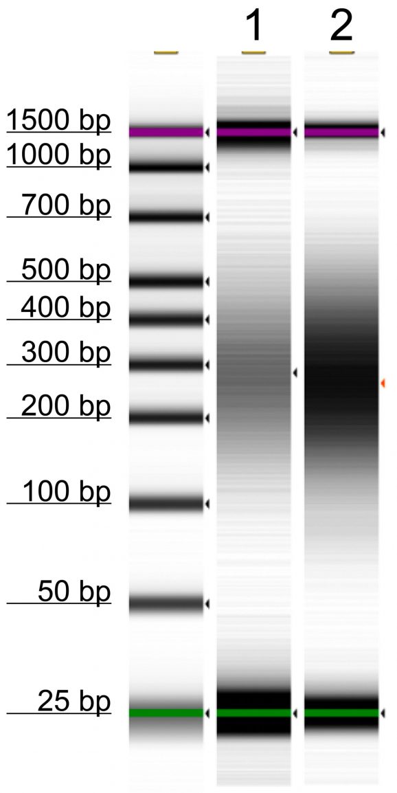 14-1802-control-dna-fragment-size
