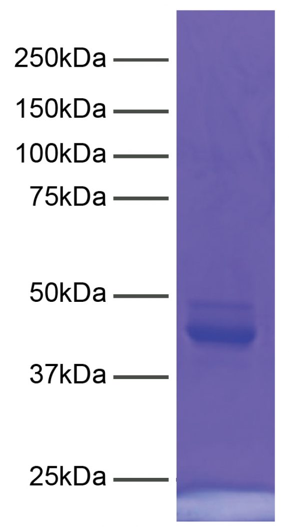 15-1016-protein-gel-data