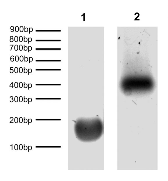 16-0312_DNA_gel