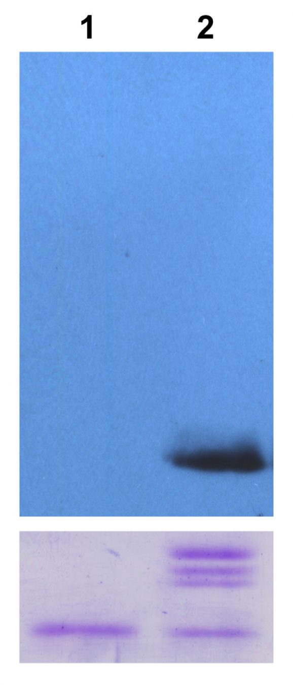 16-0312_WB_gel