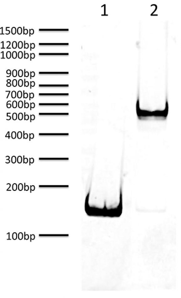 16-0348-DNA-gel