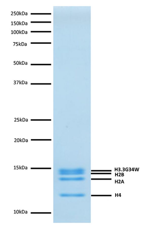 16-0348-protein-gel