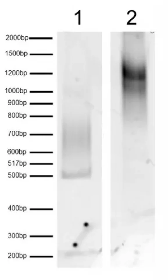 16-3004-dna-gel-data