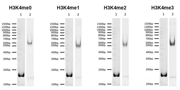 19-1001-DNA-gel