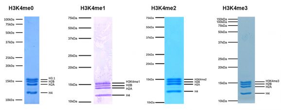 19-1001-protein-gel