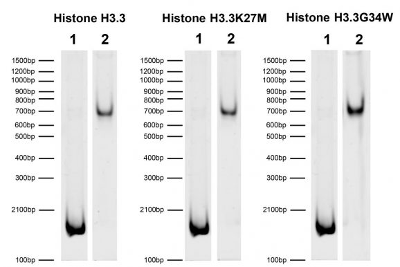 19-2001-DNA-gel