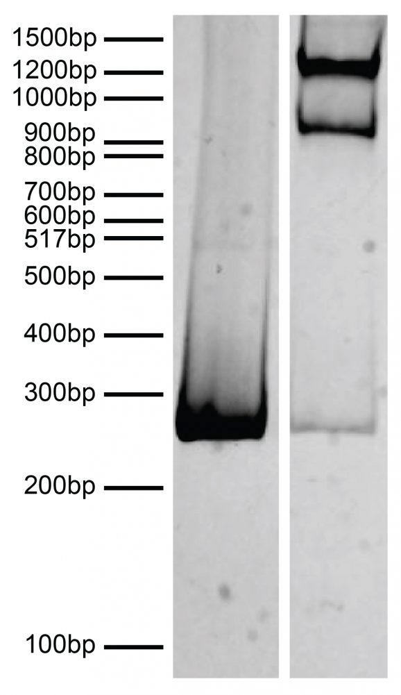 19-5001_dna_gel_data
