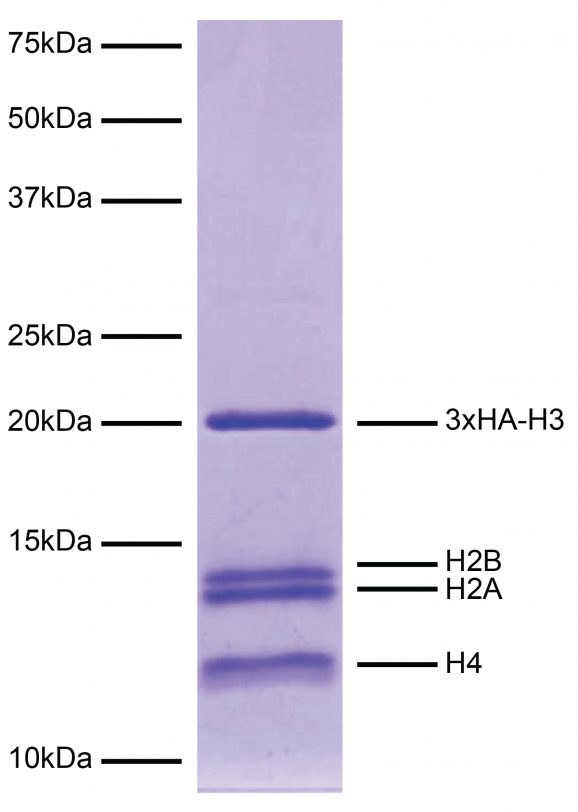 19-5002_protein_gel_data