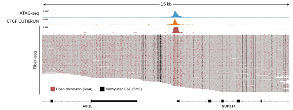 Fiber-seq Kit Figure 2