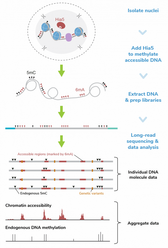 Fiber-seq workflow graphic