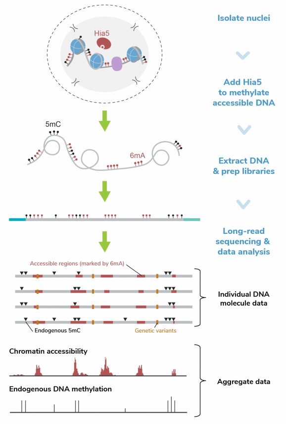 Fiber-seq workflow graphic