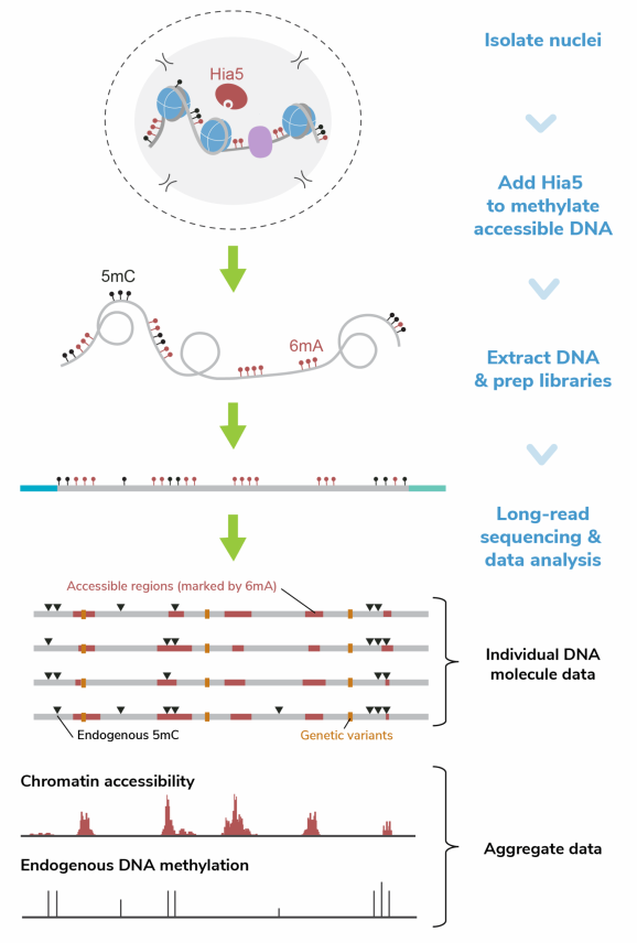 Fiber-seq workflow graphic