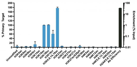 H3K18ac-invitrogen