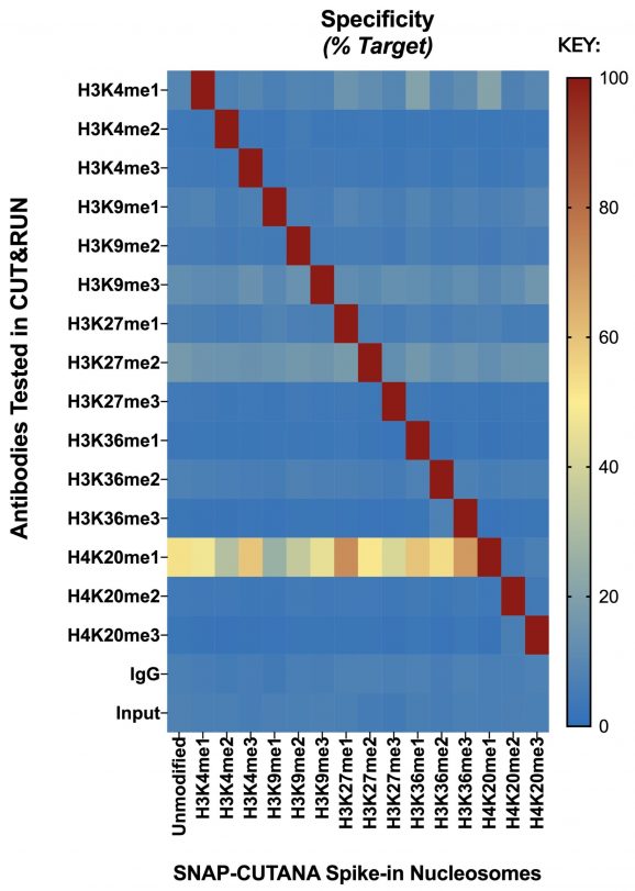 KmetStat_Fig2_CUTRUN_Heat