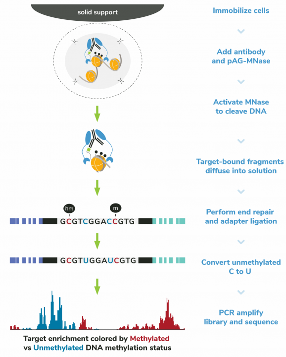 Multiomic CUT&RUN workflow graphic
