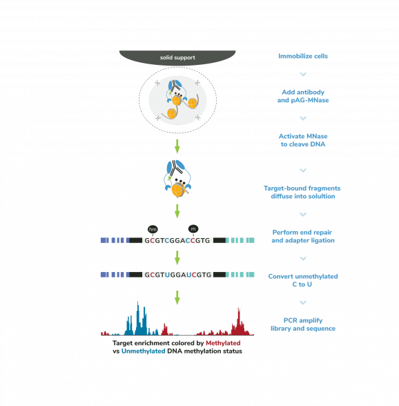 cut-run-em-methods